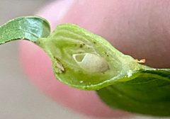 Dryocosmus quercusnotha by (c) Emily Summerbell, some rights reserved (CC BY), uploaded by Emily Summerbell. Used under a CC-BY license.