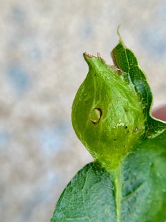 Dryocosmus quercusnotha by (c) Emily Summerbell, some rights reserved (CC BY), uploaded by Emily Summerbell. Used under a CC-BY license.