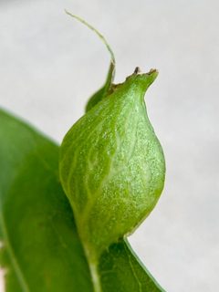 Dryocosmus quercusnotha by (c) Emily Summerbell, some rights reserved (CC BY), uploaded by Emily Summerbell. Used under a CC-BY license.