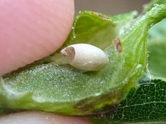 Dryocosmus quercusnotha by (c) Emily Summerbell, some rights reserved (CC BY), uploaded by Emily Summerbell. Used under a CC-BY license.