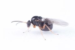 Dryocosmus quercuspalustris by (c) Antoine Guiguet, some rights reserved (CC BY), uploaded by Antoine Guiguet. Used under a CC-BY license.