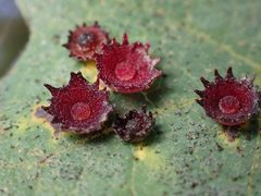 Feron gigas by (c) Cricket Raspet, some rights reserved (CC BY), uploaded by Cricket Raspet. Used under a CC-BY license.