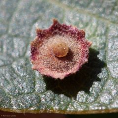 Feron gigas by (c) Ken-ichi Ueda, some rights reserved (CC BY), uploaded by Ken-ichi Ueda. Used under a CC-BY license.