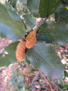 Heteroecus melanoderma by (c) Garth Harwood, some rights reserved (CC BY), uploaded by Garth Harwood. Used under a CC-BY license.