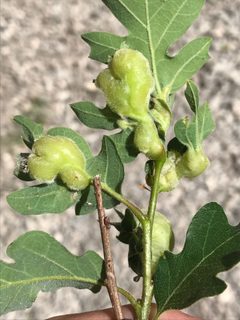 Neuroterus lamellae by (c) Luke Padon, some rights reserved (CC BY), uploaded by Luke Padon. Used under a CC-BY license.