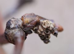 Neuroterus minutus by (c) Jeff Clark, some rights reserved (CC BY), uploaded by Jeff Clark. Used under a CC-BY license.
