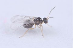 Neuroterus minutus by (c) Antoine Guiguet, some rights reserved (CC BY), uploaded by Antoine Guiguet. Used under a CC-BY license.
