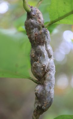 Neuroterus quercusbatatus by (c) Jeff Clark, some rights reserved (CC BY), uploaded by Jeff Clark. Used under a CC-BY license.