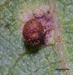 Neuroterus saltatorius by (c) Don Loarie, some rights reserved (CC BY), uploaded by Don Loarie. Used under a CC-BY license.
