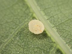Neuroterus tantulus by (c) Eli Talhouk, some rights reserved (CC BY), uploaded by Eli Talhouk. Used under a CC-BY license.