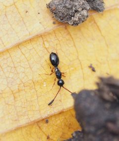 Spilomicrus by (c) carnifex, some rights reserved (CC BY), uploaded by carnifex. Used under a CC-BY license.