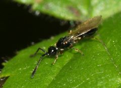 Spilomicrus by (c) portioid, some rights reserved (CC BY), uploaded by portioid. Used under a CC-BY license.