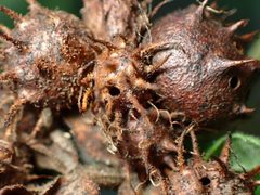 Diplolepis weldi by (c) Cricket Raspet, some rights reserved (CC BY), uploaded by Cricket Raspet. Used under a CC-BY license.