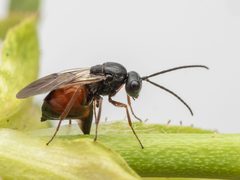 Diplolepididae by (c) Piotr Lukasik, some rights reserved (CC BY), uploaded by Piotr Lukasik. Used under a CC-BY license.