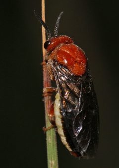 Neodiprion lecontei by (c) Judy Gallagher, some rights reserved (CC BY). Used under a CC-BY license.