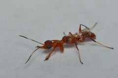 Dryinus alatus by no rights reserved. Used under a CC0 license.