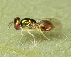 Chrysocharis by (c) skitterbug, some rights reserved (CC BY), uploaded by skitterbug. Used under a CC-BY license.