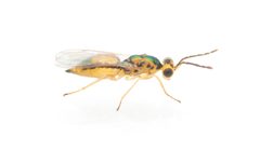 Cirrospilus by (c) davidfdz_b82, some rights reserved (CC BY), uploaded by davidfdz_b82. Used under a CC-BY license.