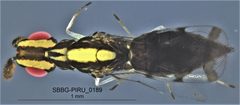 Zagrammosoma flavolineatum by (c) Kylie Etter, some rights reserved (CC BY), uploaded by Kylie Etter. Used under a CC-BY license.