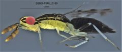 Zagrammosoma flavolineatum by (c) Kylie Etter, some rights reserved (CC BY), uploaded by Kylie Etter. Used under a CC-BY license.