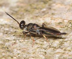 Balcha indica by (c) Christina Butler, some rights reserved (CC BY). Used under a CC-BY license.