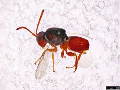 Figitidae by (c) Donald Hobern, some rights reserved (CC BY). Used under a CC-BY license.