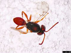 Figitidae by (c) Donald Hobern, some rights reserved (CC BY). Used under a CC-BY license.
