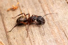 Camponotus chromaiodes by (c) DiegoH, some rights reserved (CC BY), uploaded by DiegoH. Used under a CC-BY license.