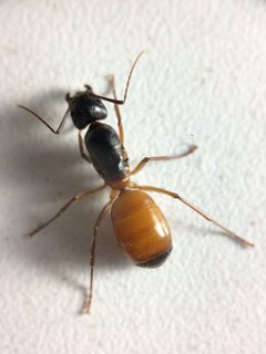 Camponotus semitestaceus by (c) B. Phalan, some rights reserved (CC BY), uploaded by B. Phalan. Used under a CC-BY license.