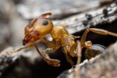 Crematogaster depilis by (c) Jake Nitta, some rights reserved (CC BY), uploaded by Jake Nitta. Used under a CC-BY license.