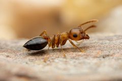 Crematogaster depilis by (c) Jake Nitta, some rights reserved (CC BY), uploaded by Jake Nitta. Used under a CC-BY license.