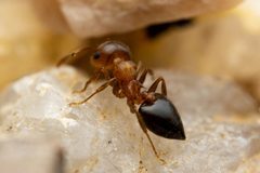 Crematogaster depilis by (c) Jake Nitta, some rights reserved (CC BY), uploaded by Jake Nitta. Used under a CC-BY license.