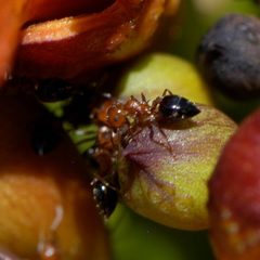 Crematogaster hespera by (c) Elliott Gordon, some rights reserved (CC BY), uploaded by Elliott Gordon. Used under a CC-BY license.
