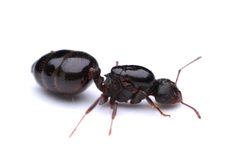Crematogaster lineolata by (c) Connor Cashman, some rights reserved (CC BY), uploaded by Connor Cashman. Used under a CC-BY license.