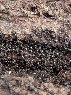 Crematogaster lineolata by (c) John Abrams, some rights reserved (CC BY), uploaded by John Abrams. Used under a CC-BY license.