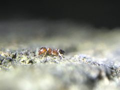 Crematogaster pinicola by (c) Raven Dandridge, some rights reserved (CC BY), uploaded by Raven Dandridge. Used under a CC-BY license.