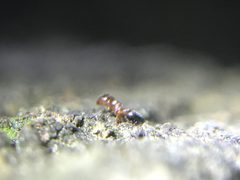 Crematogaster pinicola by (c) Raven Dandridge, some rights reserved (CC BY), uploaded by Raven Dandridge. Used under a CC-BY license.