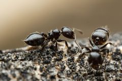 Crematogaster torosa by (c) Jake Nitta, some rights reserved (CC BY), uploaded by Jake Nitta. Used under a CC-BY license.