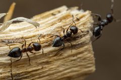 Crematogaster torosa by (c) Jake Nitta, some rights reserved (CC BY), uploaded by Jake Nitta. Used under a CC-BY license.