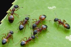 Dolichoderus plagiatus by (c) Jonghyun Park, some rights reserved (CC BY), uploaded by Jonghyun Park. Used under a CC-BY license.