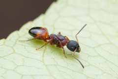 Dolichoderus plagiatus by (c) Jonghyun Park, some rights reserved (CC BY), uploaded by Jonghyun Park. Used under a CC-BY license.