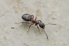 Dolichoderus pustulatus by (c) Jonghyun Park, some rights reserved (CC BY), uploaded by Jonghyun Park. Used under a CC-BY license.