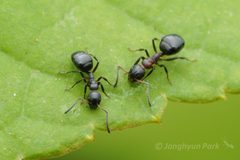 Dolichoderus pustulatus by (c) Jonghyun Park, some rights reserved (CC BY), uploaded by Jonghyun Park. Used under a CC-BY license.