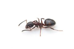 Dolichoderus pustulatus by (c) Jonghyun Park, some rights reserved (CC BY), uploaded by Jonghyun Park. Used under a CC-BY license.