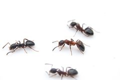 Dolichoderus pustulatus by (c) Jonghyun Park, some rights reserved (CC BY), uploaded by Jonghyun Park. Used under a CC-BY license.