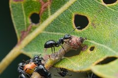 Dolichoderus taschenbergi by (c) Jonghyun Park, some rights reserved (CC BY), uploaded by Jonghyun Park. Used under a CC-BY license.