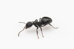 Dolichoderus taschenbergi by (c) Jonghyun Park, some rights reserved (CC BY), uploaded by Jonghyun Park. Used under a CC-BY license.