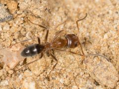 Dolichoderinae by no rights reserved, uploaded by Jesse Rorabaugh. Used under a CC0 license.