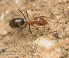 Dorymyrmex by no rights reserved, uploaded by Jesse Rorabaugh. Used under a CC0 license.
