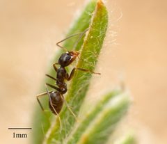 Dorymyrmex by no rights reserved, uploaded by Jesse Rorabaugh. Used under a CC0 license.